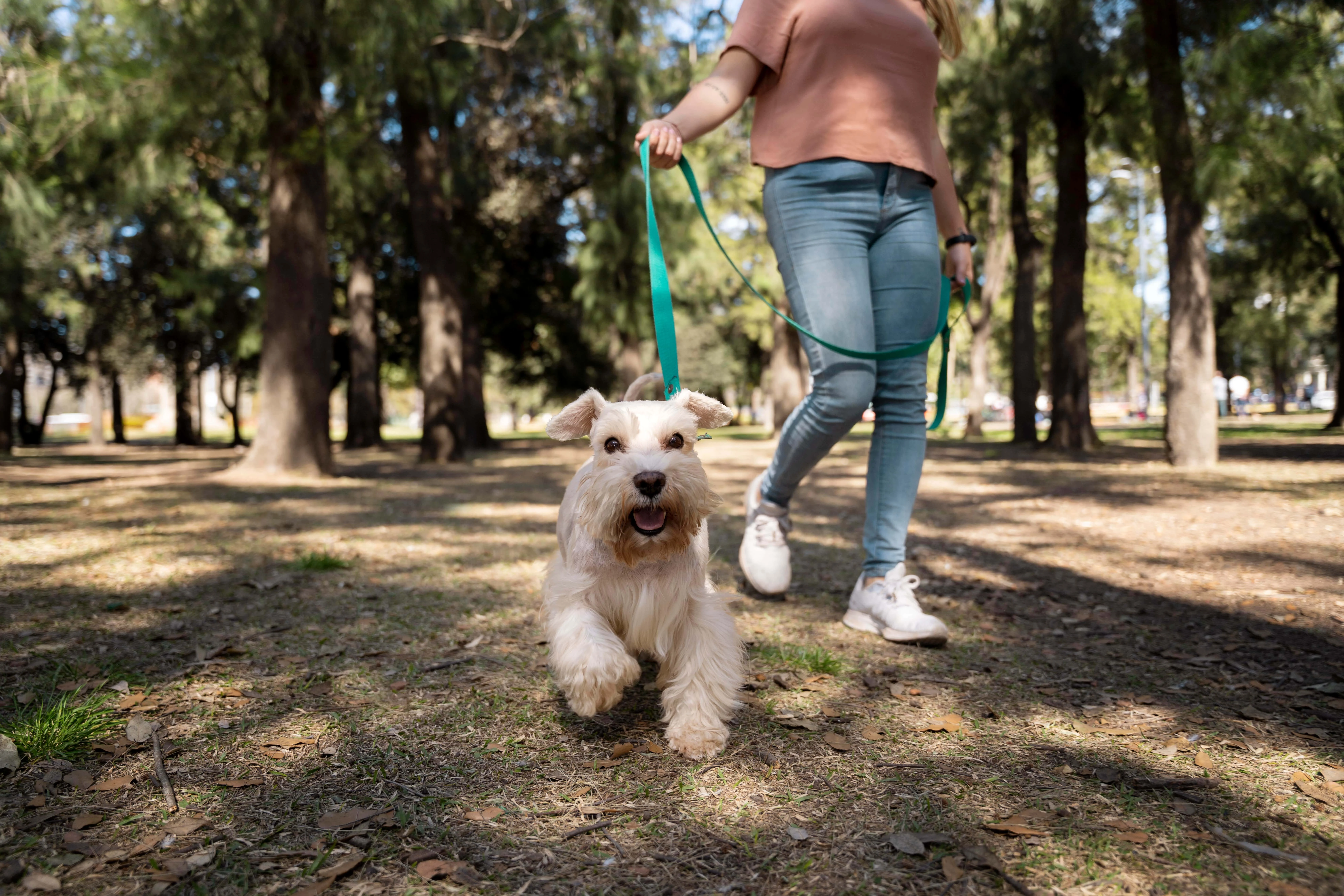 Propietario paseando a su perro al aire libre